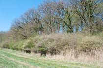 Am Südrand der "Hölle" soll ein solcher Waldsaum aus heimischen Sträuchern entstehen.