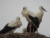 Jungstörche im Nest. Foto: Oscar Klose/NABU-Eutin