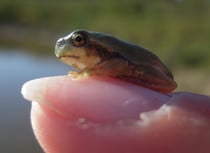 Junge Laubfrösche passen bequem auf einen Fingernagel.