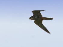 Jetzt über dem Dosenmoor gut zu beobachten: Der Baumfalke. Foto: Oscar Klose/NABU Eutin