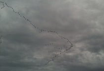 Le temps des migrations