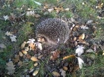 Crédit photo : l'an@é