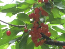 サクランボ狩り（沼田）