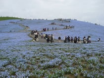 丘一面に広がるブルーの花フィモネラ（ひたち海浜公園）