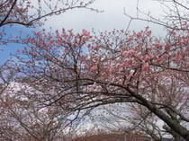 河津桜