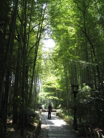 竹林の小径（修善寺）