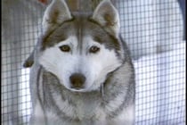 The Dogs of El Niño