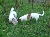 Willi links, Rikki rechts