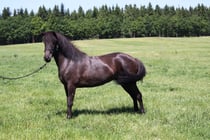 Glymmérei frá Fjallaborg