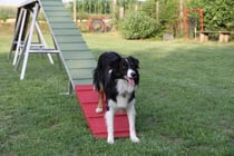 Amy beim Agi-Training Juni 2011