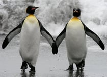 Two penguins