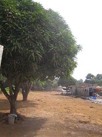 Guinea Drumming Connection