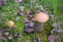 Erst ein Foto und dann in den Korb ;o)