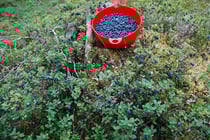 Die Marmelade steht jetzt im Keller