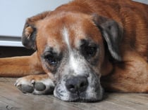Madoxx...meine grosse Boxerliebe ist am 13. August 2020 über die Regenbogenbrücke gegangen.