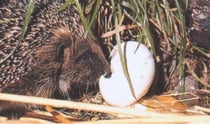 Igel mögen Hühnereier