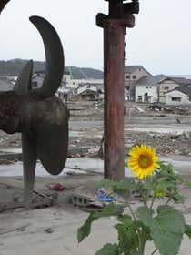 気仙沼 第18共徳丸傍らに咲く