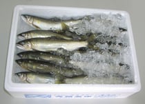 写真は生あゆです