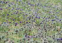Une station de pulsatilles en Alsace (Photo Alain Tessier) 
