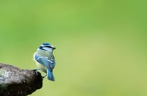 Mésange bleue à proximité de la mangeoire (photo Alain Tessier) 