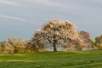 Verger hautes tiges à Uttenhoffen (photo Alain Tessier) 