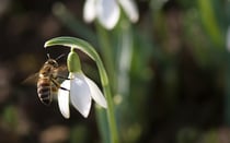 Abeille charpentière et campanules. (Photo Alain Tessier)