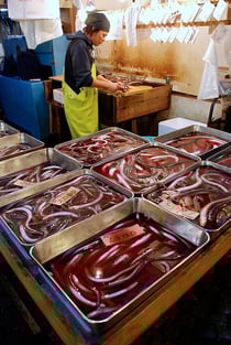 今回のレッドリスト掲載でニホンウナギは国際的な絶滅危惧種となった　Photo by wiggoaugogo