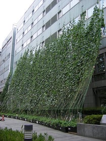 グリーンカーテン（杉並区役所）　Photo by rockriver
