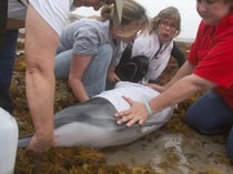 ※写真はイメージです　　Photo by qnr