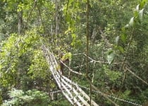 消防ホース製の吊り橋を渡るオランウータン （写真提供：ボルネオ保全トラストジャパン）