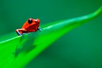 コスタリカのジャングルに生息するイチゴヤドクガエル。体長は2cmほど