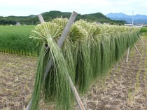 栃木のしめ縄用のイネの刈り取​り。日本は古来、生物多様性とともにあったはず。（Ｃ）いさぴょん