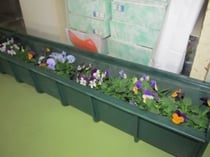 大街道小学校に届けられたリサイクルプランターとパンジー