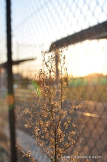 LifeTeria blog ブログ