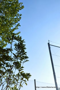 LifeTeria blog ブログ