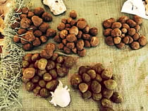 Feinste Kalaharitrüffel für 80 Rappen pro Häufchen