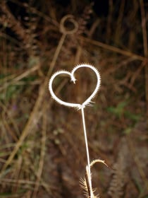 Botswana 2006: Gras in Herzform