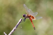 Wunderschöne Libelle ©Heinz Schmid