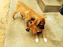 Diese zwei süssen Kerle spielen vor meinem Hauseingang