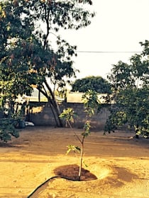 Ein Baum gefällt, ein neuer gepflanzt