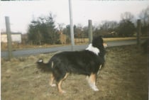 Black Devils´Darling 1996