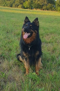 Vilda z Malého údolí