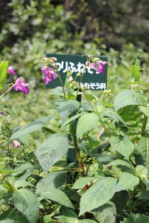 ツリフネソウ　節の様子