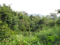 Plantation near Chanthaburi