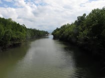 Mangrove forest Ranong province