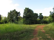 Forest edge near Wang Nam Khiew