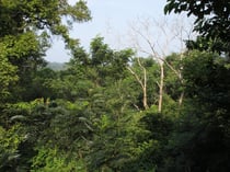 Forest on a small mountain pass near Ta Phraya, Buriram