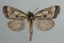 Cleapa cleapa (Schintlmeister 2007)