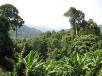 Rainforest in southern Thailand