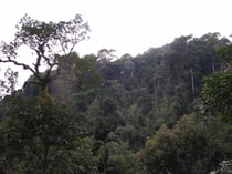 Rainforest in Phato,Chumphon Province
